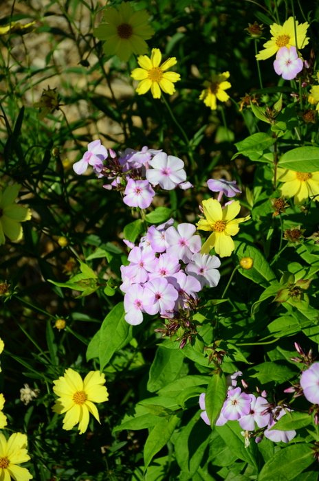 Phlox paniculata 'Pink Lady'